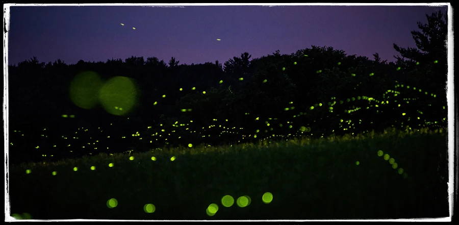 Fireflies light up this midwest valley under a purple sky. Nature