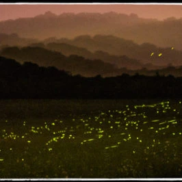 Fireflies light up this midwest valley under an orange afterglow.