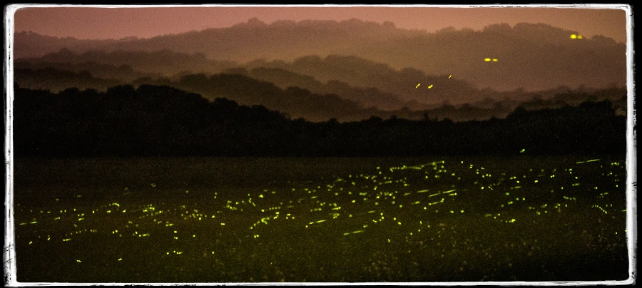 Fireflies light up this midwest valley under an orange afterglow.