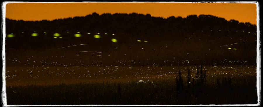 Fine art lightning bugs. Fireflies light up this midwest valley under an orange afterglow.