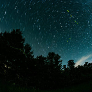 Fireflies with Star Trails