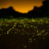 Firefly art photography