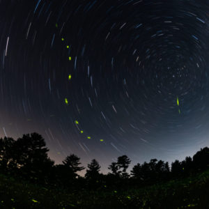 Fireflies and Star Trails