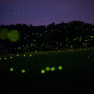 Hide and Seek with Fireflies