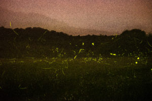 Fireflies art