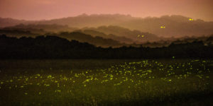 Fireflies art