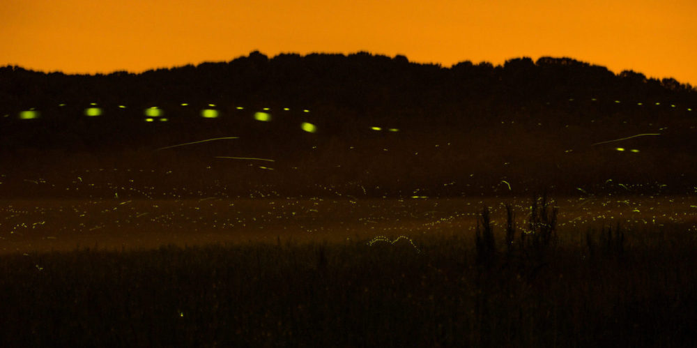 You are currently viewing Firefly Photography