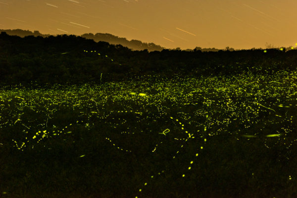 Fireflies in the valley