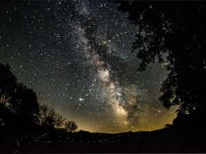 Milky Way And Fireflies